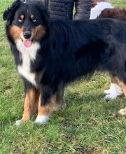 Elevage Kimy's Valey image 1