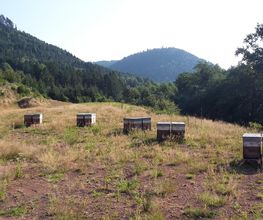 Le Rucher des Hautes Vosges EURL image 11