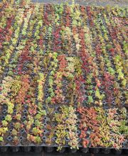 Staudengärtnerei David Müller Bild 19