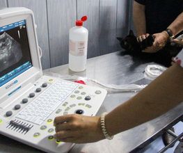 Veterinario Alcorcón imagen 14