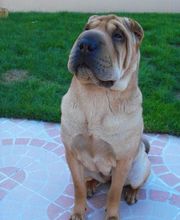 Clinique vétérinaire PK3 image 8