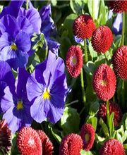 Combeau Horticulture EURL image 2