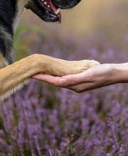 Sarah Genuit Fotografie Bild 4