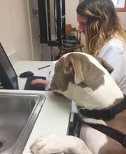 Manchester Veterinary Clinic image 14