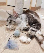 Pattenrond & Cie image 4