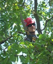 Arbor - Rund um den Baum Bild 1