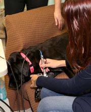 Skippack Animal Hospital image 11