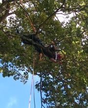 Arboteam SARL image 1