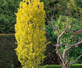 SULA Gartenbau GmbH Bild 5