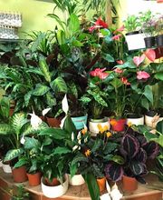 Floristería Campo y Jardín imagen 17