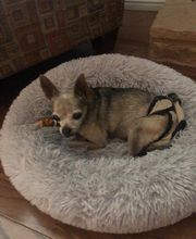 Mutt Hut Pet Grooming image 2