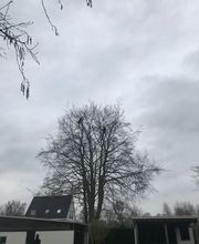 Dirven Boomverzorging afbeelding 10