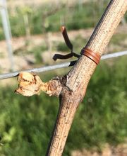 Citeau Christophe image 12