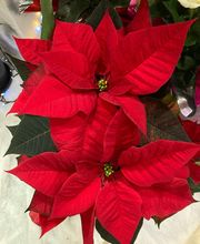 Fleurs et Sens image 9