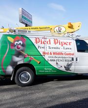 Pied Piper Pest, Termite & Lawn Service image 12
