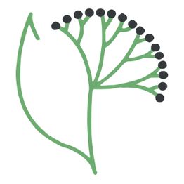 Logo der Holunder-Apotheke