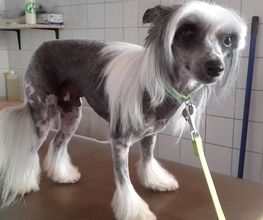 Animalook image 13