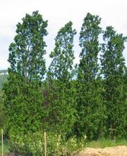 Gaertnerei in Basel-Stadt