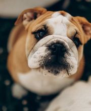 Winny Bull Family image 1