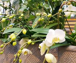 Muggli Blumen AG Bild 1