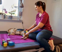 TierPhysio bewegt Bild 1