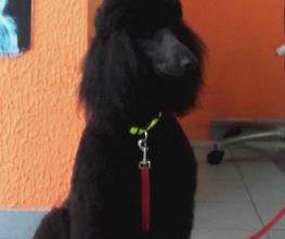 Animalook image 11