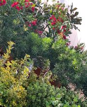Les Jardins de la Méditerranée image 1