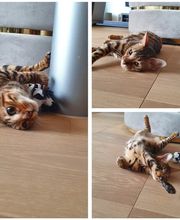 Speedy- Service Dienstleistung mit Herz für Mensch und Tier von Remetschwil Bild 2