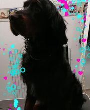 Au Toilettage de Saint Satur image 9