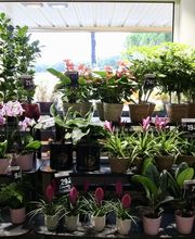 Fleurs Ô Naturel image 9