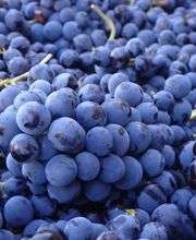 Alliance Minervois - CELLA VINARIA image 3