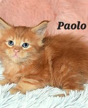 Allevamento Maine Coon Le Fate della Casa immagine 7