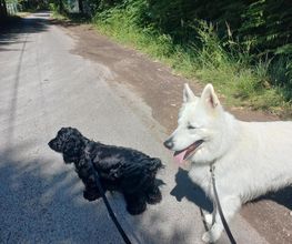 Complices Canins image 3