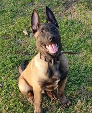 Educa'Dog image 12