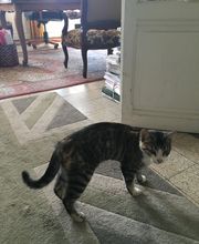 Bordessoule De Bellefeuille Pierre image 10