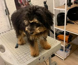 Domidogs image 1