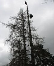 Andreas Deppner Baumpflege Bild 9