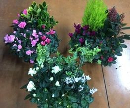 Vive Le Jardin image 14