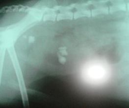 Argos Clínica Veterinaria imagen 19