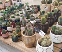 Cactées