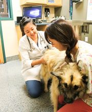 Indian Tree Animal Hospital image 1