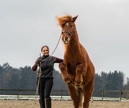 Equimove GmbH Bild 9
