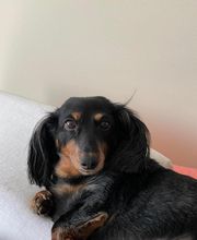 SurfSide Dog LLC image 6