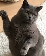 Preiss Heinrich Dr. med. vet. Fachtierarzt für Kleintiere Bild 3