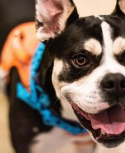 TotalBond Veterinary Hospital at Paw Creek image 3