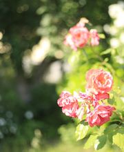 Elztal Gartenbau Bild 57