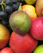 Hunziker Obstbau Bild 2