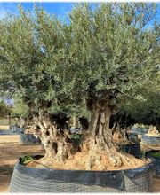 Planthispania imagen 12