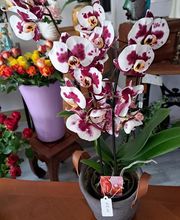 Succulentes & Orchidees image 6