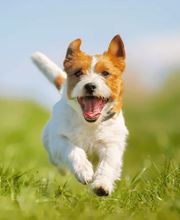 Tiermedizentrum Lyssbach GmbH Bild 1